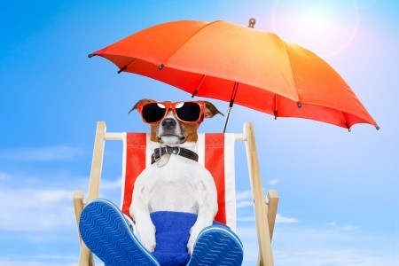 Beach Dog in Sunglasses and Flip-Flops