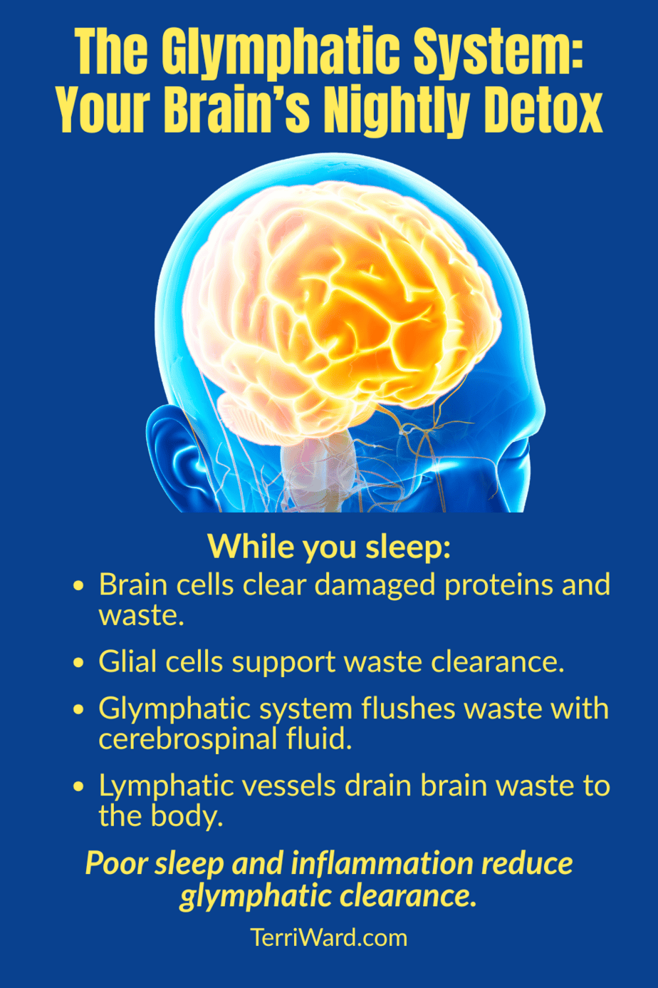 Infographic explaining the glymphatic system, showing how the brain clears waste during sleep and how poor sleep and inflammation impair the process