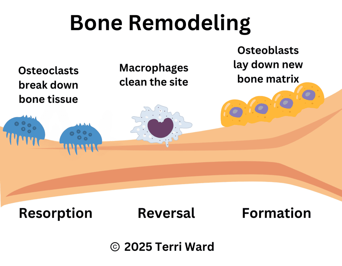 Diagram illustrating the bone remodeling process. The cycle includes three key phases: Resorption, where osteoclasts break down bone tissue; Reversal, where macrophages clean the site; and Formation, where osteoblasts lay down new bone matrix. This continuous process maintains bone strength and health. This image is copyrighted by Terri Ward, 2025
