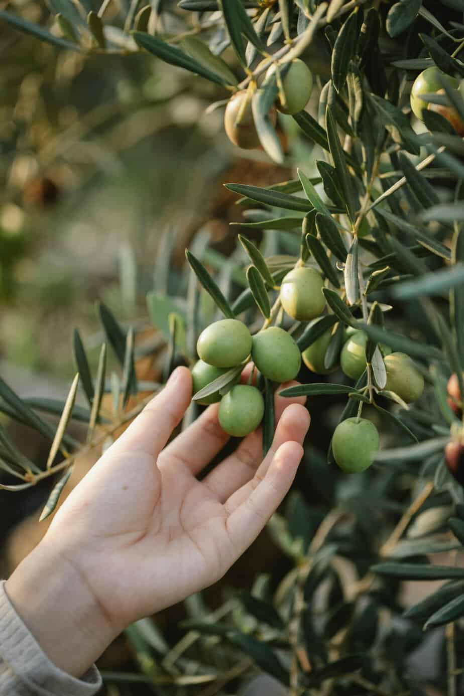 A hand holding green olives growing on an olive tree branch