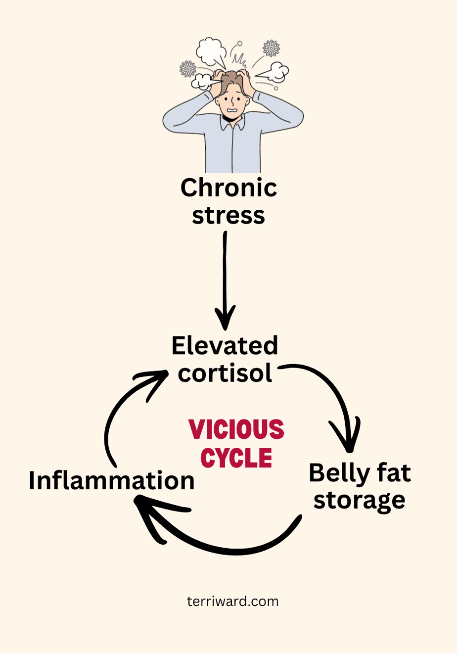 Infographic showing a vicious cycle where chronic stress leads to elevated cortisol, belly fat storage, and inflammation, reinforcing ongoing cortisol elevation and more belly fat with terriward.com credited at the bottom