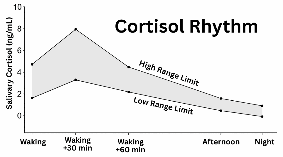 Graph showing healthy cortisol rhythm throughout the day, with peak levels upon waking that gradually decline to lowest levels at night, including high and low range limit reference lines