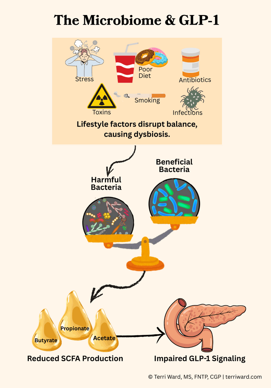 Microbiome & GLP-1 Infographic Diagram showing how lifestyle factors disrupt the gut microbiome, reduce short-chain fatty acid production, and impair GLP-1 signaling