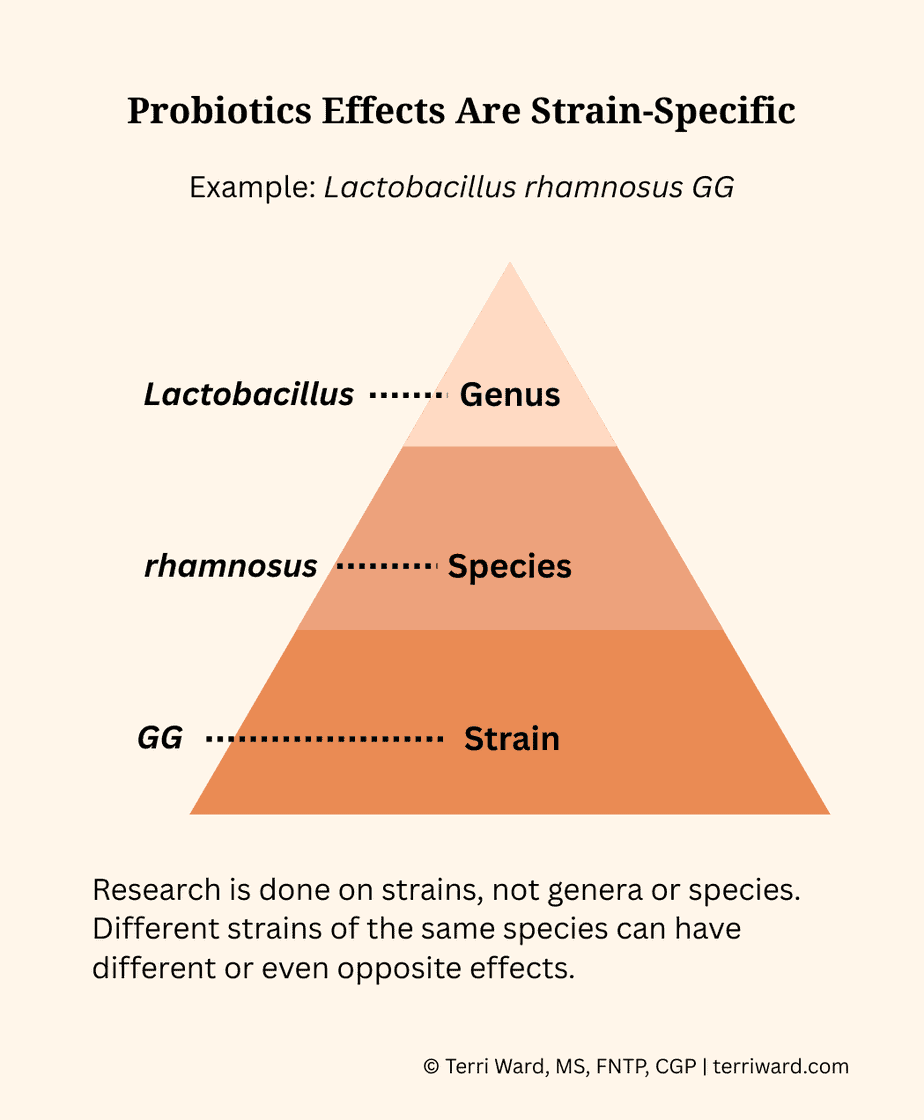 probiotic-genus-species-strain-specific-effects Infographic titled ‘Probiotics Effects Are Strain-Specific’ showing a three-level blue pyramid labeled from top to bottom: Lactobacillus – Genus, rhamnosus – Species, and GG – Strain, with a caption explaining that research is done on specific strains, not genera or species, and that different strains of the same species can have different or even opposite effects.