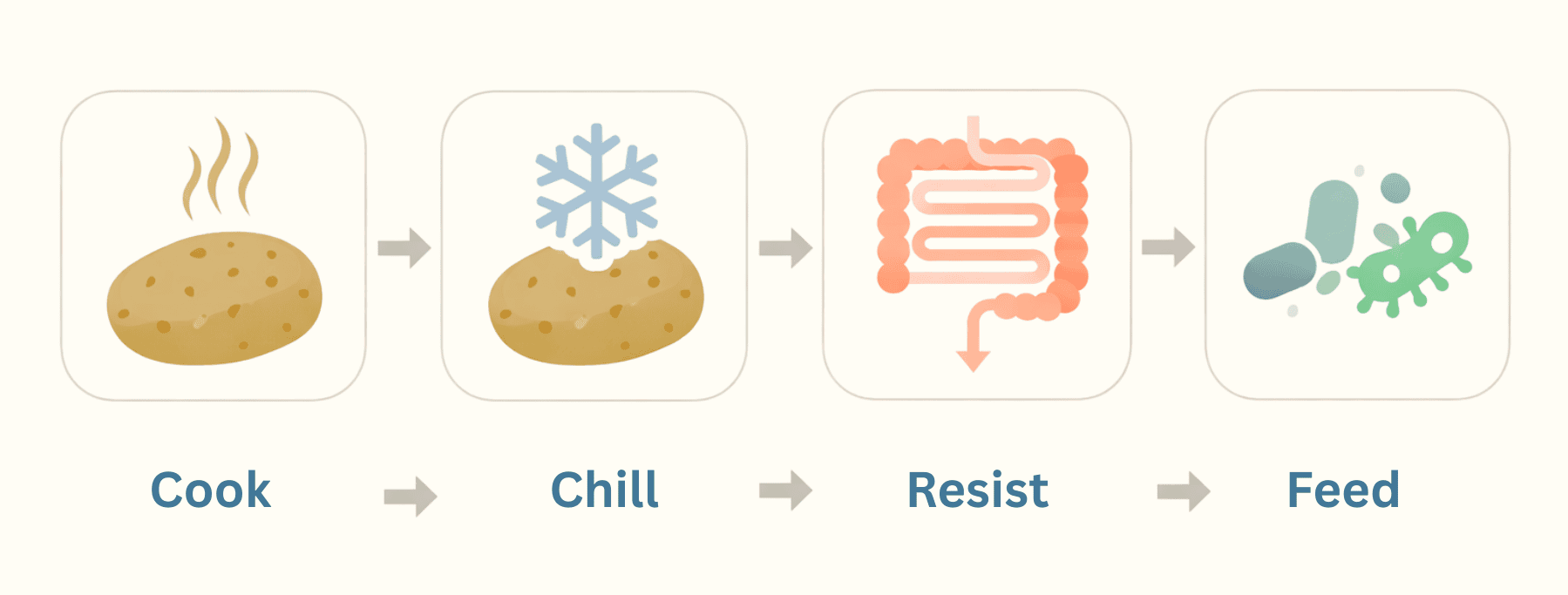 Simple diagram showing cooked potatoes being chilled, forming resistant starch that passes to the colon and feeds beneficial gut bacteria