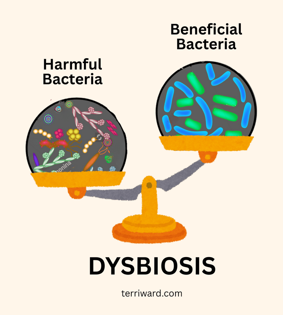 Dysibiosis scales Illustration of an unbalanced scale showing dysbiosis: the left pan is weighed down by a dark sphere filled with colorful chaotic harmful bacteria, while the right pan is raised and contains a dark sphere with orderly blue and green beneficial bacteria. The word "DYSBIOSIS" appears below with the URL terriward.com.