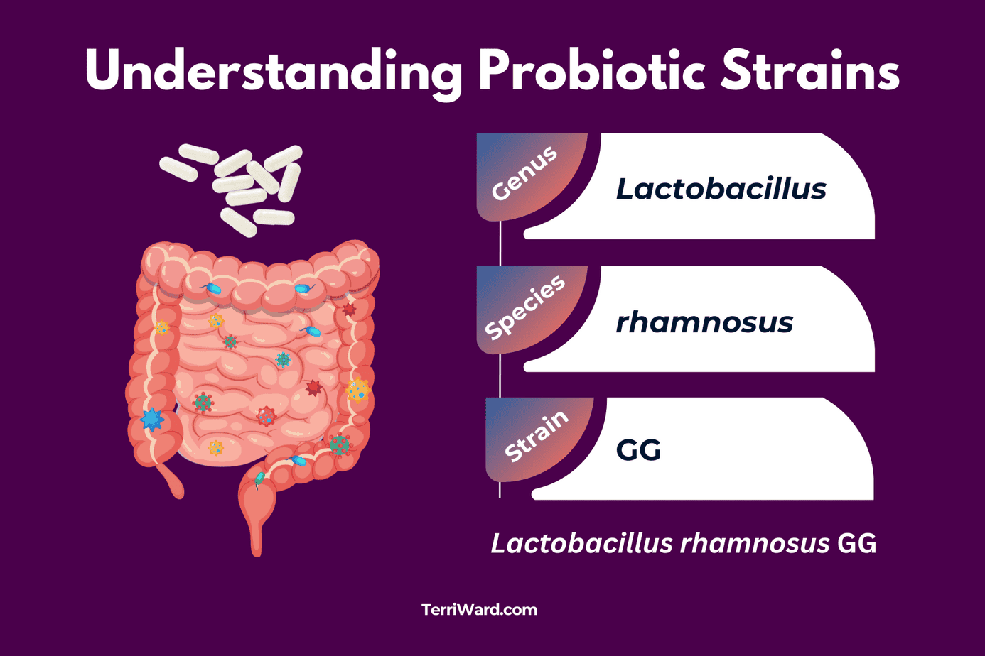 Infographic explaining probiotic strains with Lactobacillus rhamnosus GG labeled by genus, species, and strain, illustrating how probiotic bacteria are classified in the gut microbiome