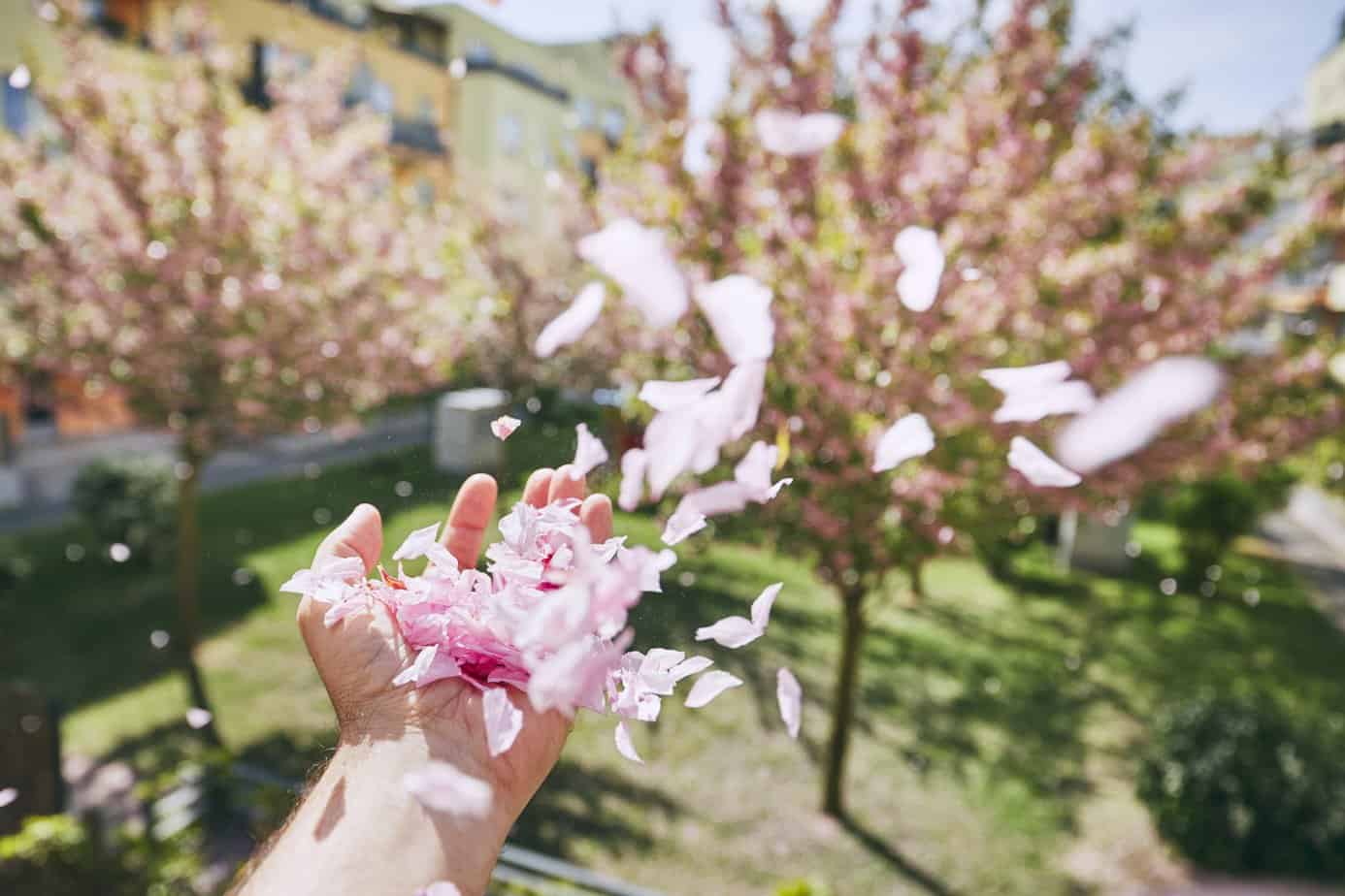 Open hand releasing pink cherry blossom petals into the air outdoors, symbolizing forgiveness and letting go