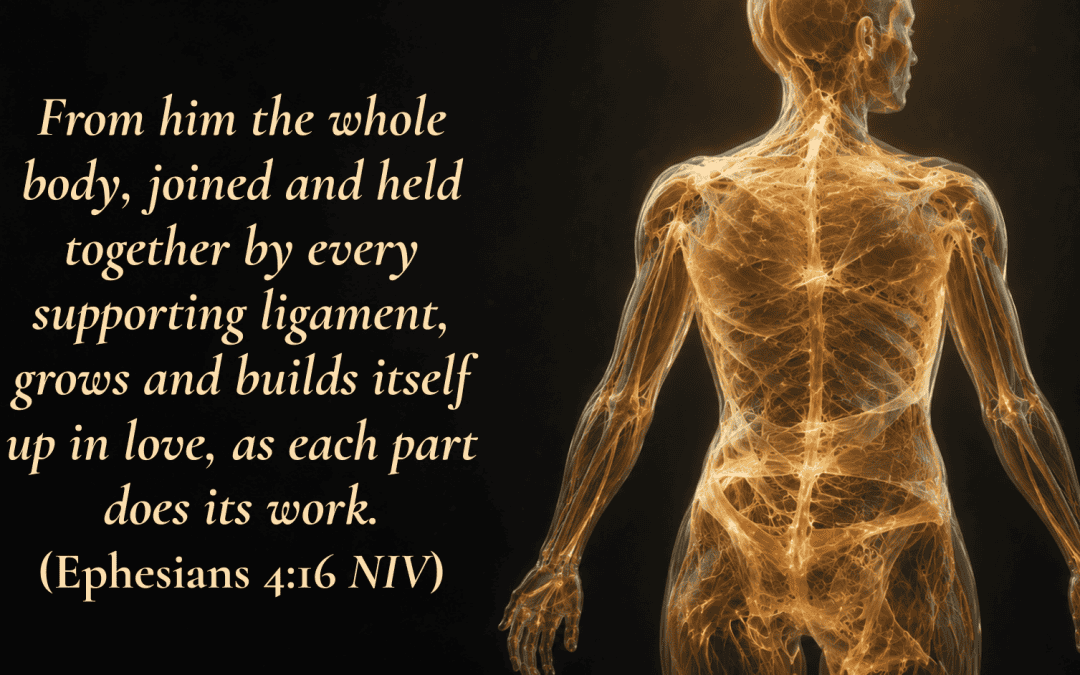 Fascia, Gut Health, and Inflammation in God’s Design