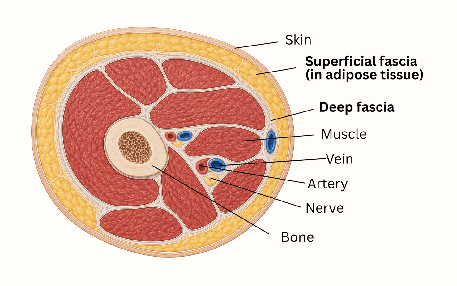 Cross-sectional illustration showing skin, superficial fascia within adipose tissue, deep fascia, muscle, blood vessels, nerves, and bone