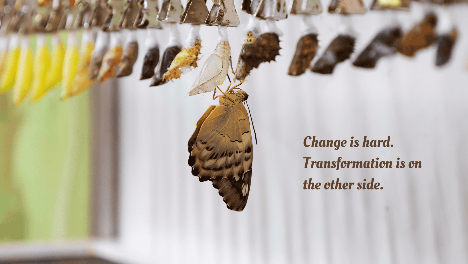 Newly emerged butterfly from its chyrsalis Newly emerged butterfly hanging among chrysalises, symbolizing that change is hard but leads to transformation