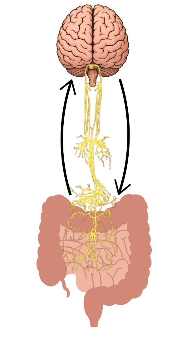 Illustration of the gut-brain axis showing two-way communication between the brain and digestive tract, explaining how mindset and health interact through the vagus nerve