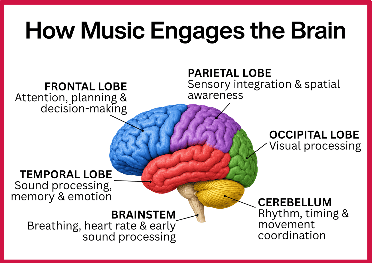 How Music Engages the Brain-infographic Infographic showing how music engages brain regions involved in attention, sensory processing, memory, emotion, vision, movement, breathing, and heart rate