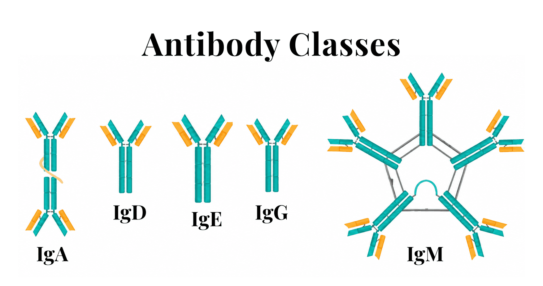 antibody-classes Illustration showing the five antibody classes IgA, IgD, IgE, IgG, and IgM and their different structures