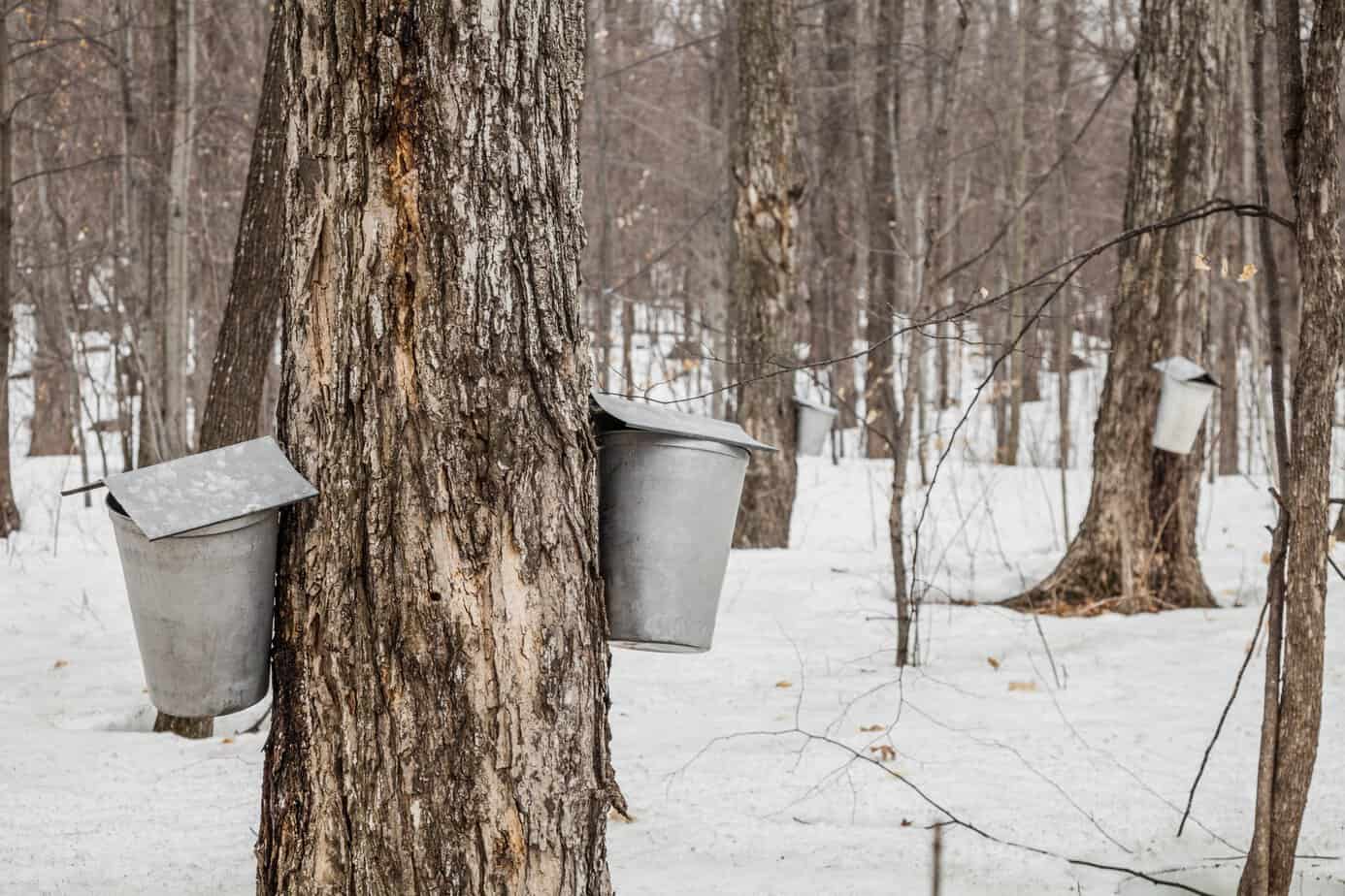 Forest of Maple Sap buckets on trees Metal buckets collect sap from maple trees in a snowy forest for making pure maple syrup
